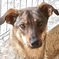 POESIE - sanft und freundlich!, Hündin zur Adoption