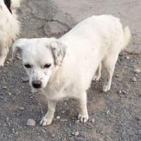 WHISTLE (35 cm) - bald in 50935 Köln, Hündin zur Adoption