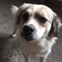BELLA - bald in 50969 Köln, Hündin zur Adoption