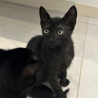 Dewey [Chaton], chat à adopter