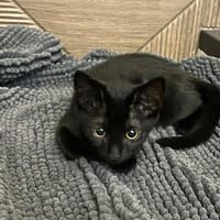 Swan [Chaton], chatte à adopter
