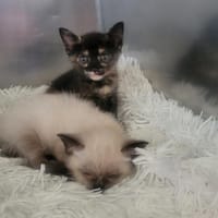 Player, chatte à adopter