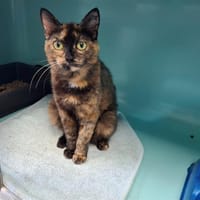 Isa, chatte à adopter