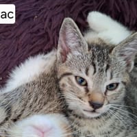 SUMAC QCT, chat à adopter