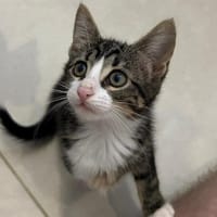 Selina [Chaton], chatte à adopter