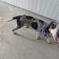 Jean Pierre, chien à adopter