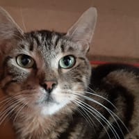 Polpete, chatte à adopter