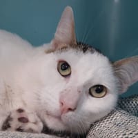 Mikachet, chat à adopter