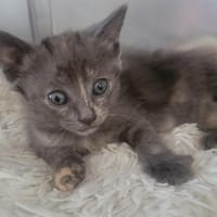 Playgirl, chatte à adopter