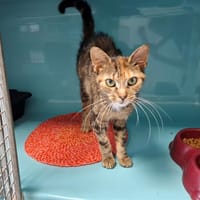 Marguerite, chatte à adopter