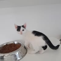 ASTON, chat à adopter