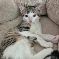 Petropolus, chat à adopter
