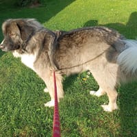 Pitchoun, chien à adopter