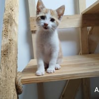ASKO, chat à adopter