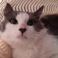 Nolimit, chat à adopter
