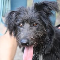 Hestia, chienne à adopter