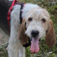 Alfred, chien à adopter