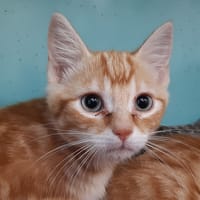 Wapi, chat à adopter