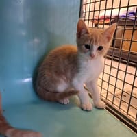 LOULOU, chat à adopter