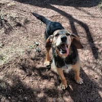 Patia, chienne à adopter