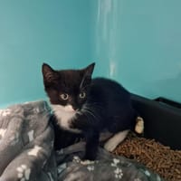 Pistache, chatte à adopter