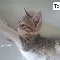 TONKA QCT, chatte à adopter