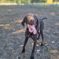 APOU, chien à adopter