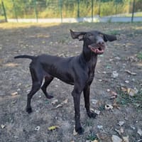 APOU, chien à adopter