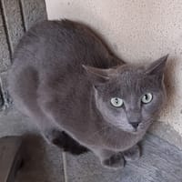 Nomines, chat à adopter