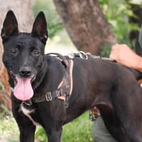 Noulette, chienne à adopter