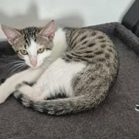 Goody, chatte à adopter