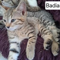 BADIANE QCT, chatte à adopter