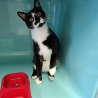 Hunk, chat à adopter