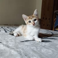 ABY, chatte à adopter