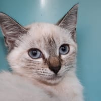 Waneta, chatte à adopter