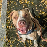Kanan, chien à adopter