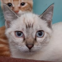Winona, chatte à adopter