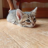 TANGHULU (Kermite) QCT, chat à adopter