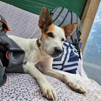 NEMESIA, chienne à adopter