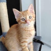 Khun, chat à adopter