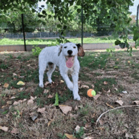 APPY, chienne à adopter