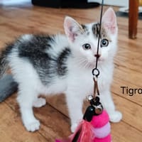 TIGROU, chat à adopter