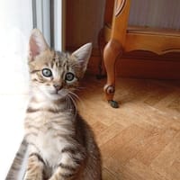 AZUKI (TRIX)QCT, chat à adopter