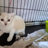 EMMA, chatte à adopter