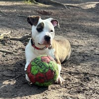 URKO, chien à adopter