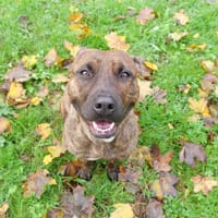 Rosa, chienne à adopter