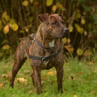 Rosa, chienne à adopter