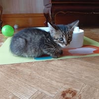 NEMS (AMY) QCT, chatte à adopter