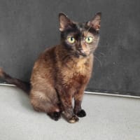 Matcha, chatte à adopter