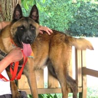 AÏKO dit TAÏKO (en placement provisoire), chien à adopter
